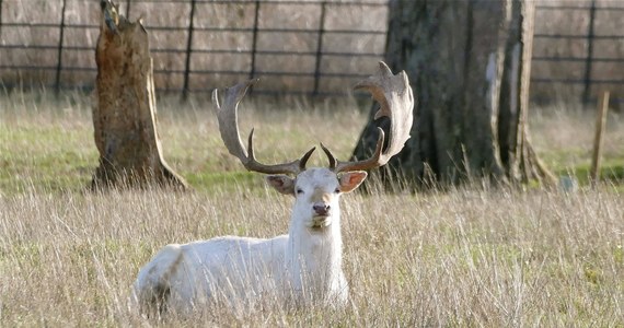 "Białego jelenia to ja widzę tutaj po raz pierwszy. To jest sensacja" - mówi leśniczy Hubert Bełz. Nadleśnictwo Leżajsk opublikowało film, na którym widać, jak przez drogę przebiega stado jeleni. Wśród nich znalazł się biały osobnik. 