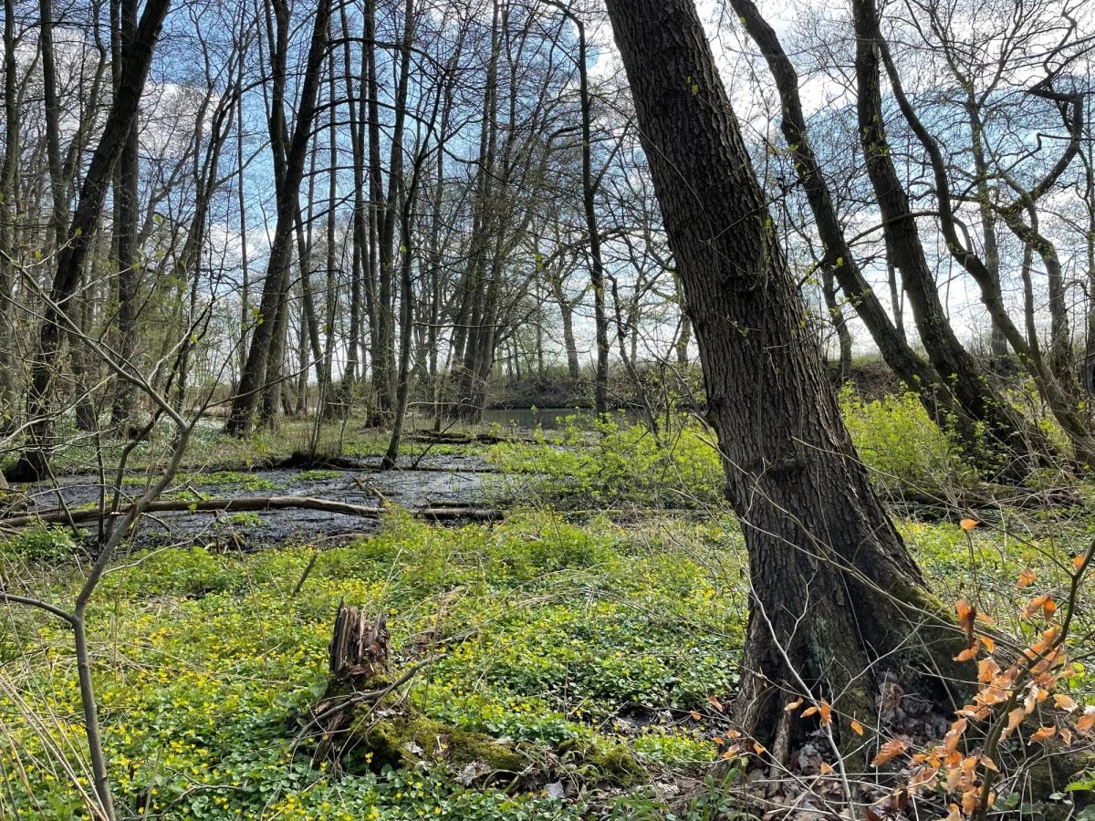 59-latek zgubił się i utknął na grzęzawisku w lesie w okolicy miejscowości Jeżowe na Podkarpaciu. Jego odnalezienie komplikowała nocna pora i utrudniona łączność. W lokalizacji mężczyzny pomocna okazała się wiązka światła z latarki w telefonie komórkowym.
