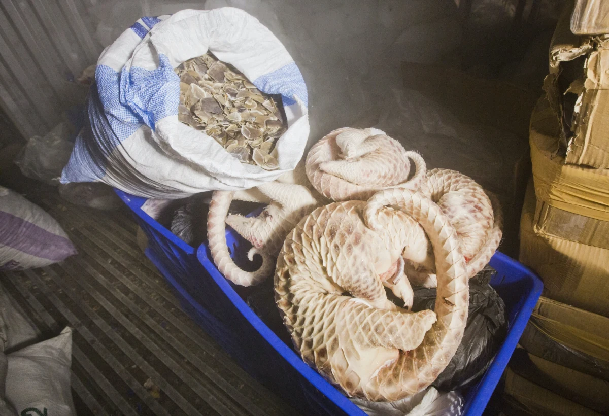 Specjalne szkolenie z zakresu prawa dotyczącego przewozu egzotycznych gatunków roślin i zwierząt przejdą dziś we wrocławskim zoo policjanci. Mundurowi dowiedzą się m.in. jak łapać węże. Nabyta wiedza ma pomóc w wykrywaniu nielegalnego przemytu nie tylko żywych zwierząt, ale również produktów takich jak skóry, kości, pióra, drewno i zioła.