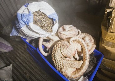 Wrocławskie zoo szkoli policjantów. Mundurowi dowiedzą się, jak złapać węża