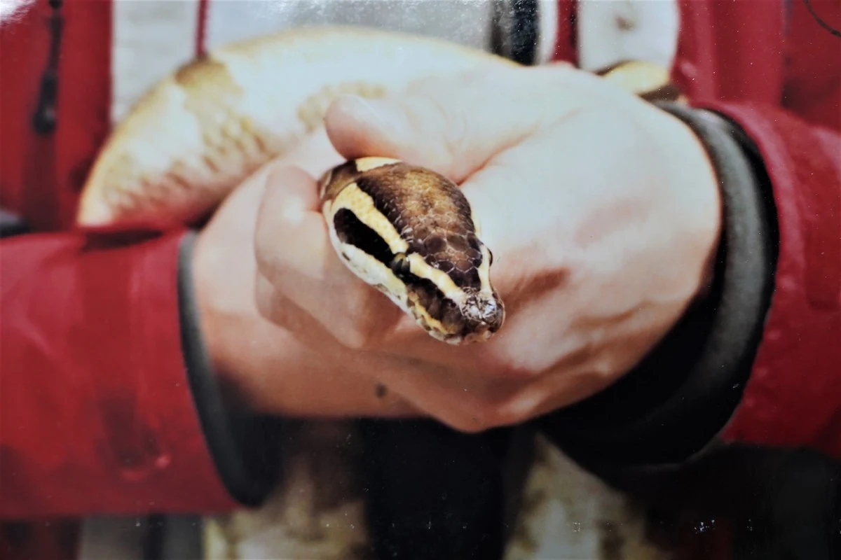 Będzie sądowy finał sprawy pytona królewskiego znalezionego w paczce. Kilka tygodni temu mówiliśmy o tej niecodziennej przesyłce ze Śląska. Teraz kobieta, która przygotowała i wysłała paczkę, usłyszała zarzuty.