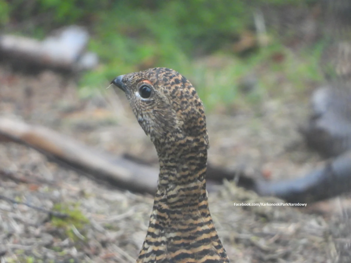 Ważna informacja dla turystów. Jutro (1 kwietnia) pięć szlaków turystycznych w Karkonoskim Parku Narodowym zostanie zamkniętych. Decyzje są związane z koniecznością ochrony cietrzewi i sokołów wędrownych.