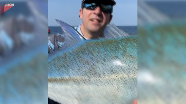 Pewien wędkarz pochwalił się w Internecie ciekawym okazem, który udało mu się złapać. Duża ryba o pięknym, błękitnym zabarwieniu najpierw wylądowało w jego rękach, a później została wypuszczona do wody.
