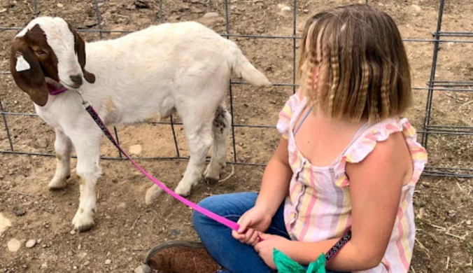 Ukochana koza 9-latki skończyła na grillu. Matka dziewczynki pozywa władze