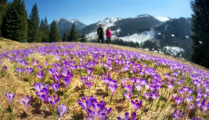 Gdzie jechać na krokusy w Tatrach? W tych miejscach widoki są najpiękniejsze