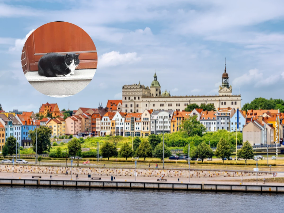 Gacek, który dzięki turystom stał się kocim celebrytą, był w niebezpieczeństwie. Ktoś próbował porwać zwierzę, które w ostatnich tygodniach stało się maskotką Szczecina.