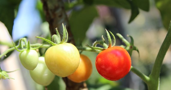 Rośliny nie są takie ciche, jak wszyscy myśleliśmy. Udowodnili to naukowcy z Tel Awiwu. Udało im się nagrać odgłosy emitowane przez... zestresowane krzewy pomidora i tytoniu.