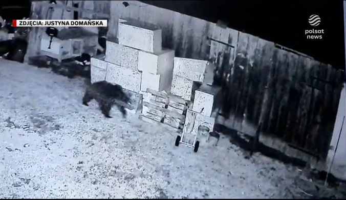 "Wydarzenia": Głodny niedźwiedź brunatny straszy mieszkańców