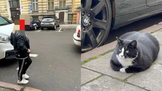 Szczecin: Próbowała porwać kota, o którym pisał "The Guardian"