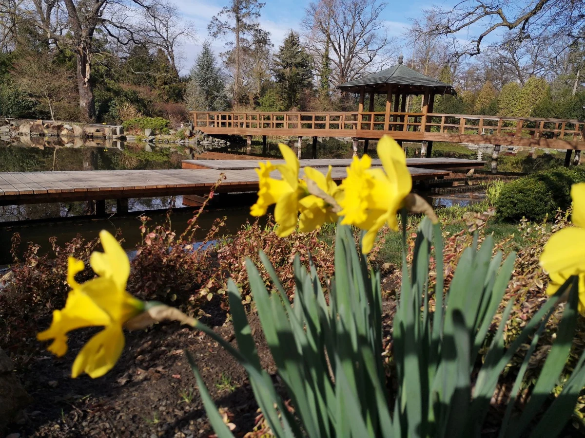 Gratka dla spragnionych wiosennych kolorów. Od soboty (1.04) po zimowej przerwie otwarto Ogród Botaniczny i Ogród Japoński we Wrocławiu. W jakich godzinach można je odwiedzać? Ile kosztują bilety?