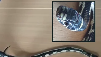 Wąż kalifornijski w Poznaniu. Kobieta znalazła go w swojej łazience