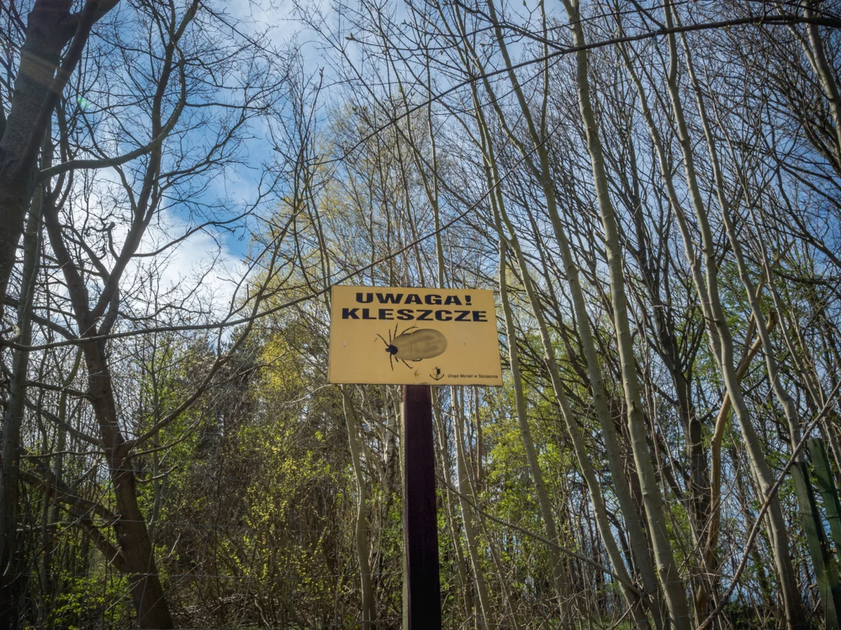 Najwięcej zakażonych boreliozą kleszczy występuje we wschodniej i centralnej części kraju, czasami nawet do 60-70 proc. - powiedział PAP prof. Łukasz Adaszek, kierownik Katedry Epizootiologii i Kliniki Chorób Zakaźnych Uniwersytetu Przyrodniczego w Lublinie. Według eksperta, nie każdy zakażony kleszcz musi przenieść infekcję na człowieka. 