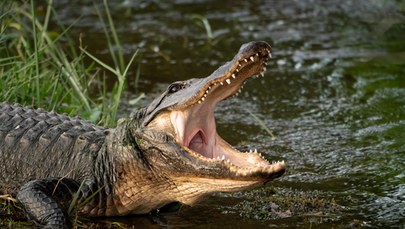 Tragedia na Florydzie. Ciało 2-latka znaleziono w paszczy aligatora