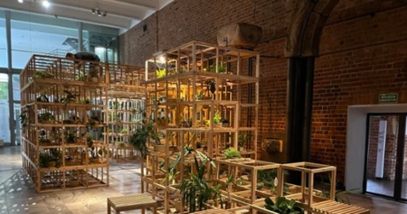 We wrocławskim Muzuem Architektury można oglądać niecodzienną instalację artystyczną, której głównymi bohaterami są rośliny. Nazwano ją Greenhouse Silent Disco. 