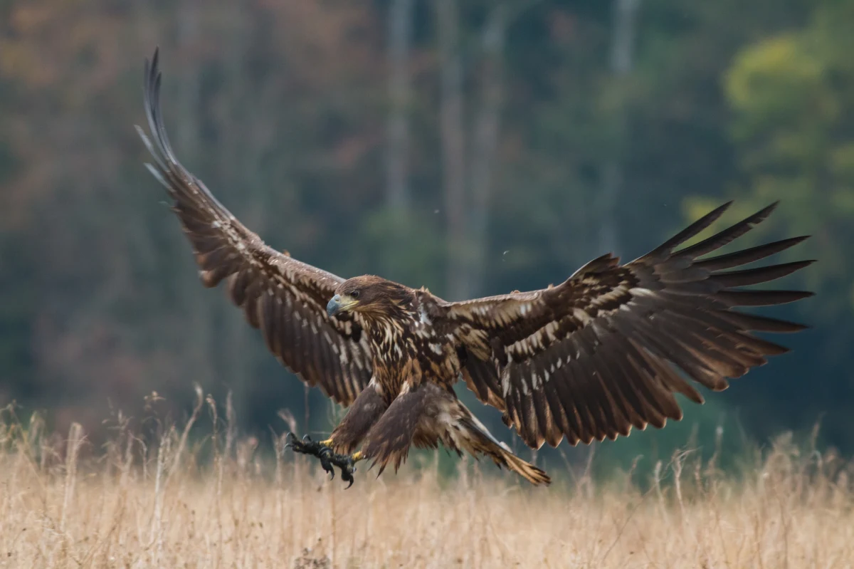 Do Kliniki Katedry Epizootiologii Ptaków i Zwierząt Egzotycznych Wydziału Medycyny Weterynaryjnej Uniwersytetu Przyrodniczego we Wrocławiu trafiła para martwych bielików. Ptaki zostały otrute.