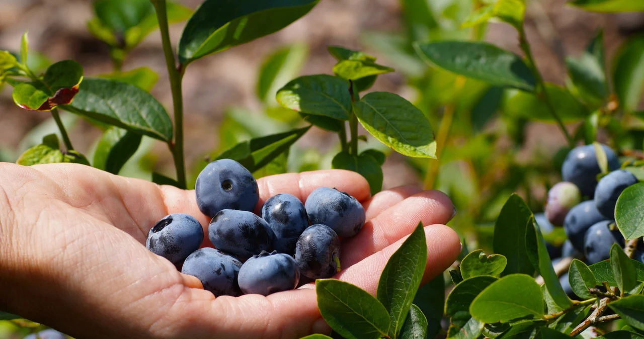 Encourage blueberries to grow.  Three useful tricks