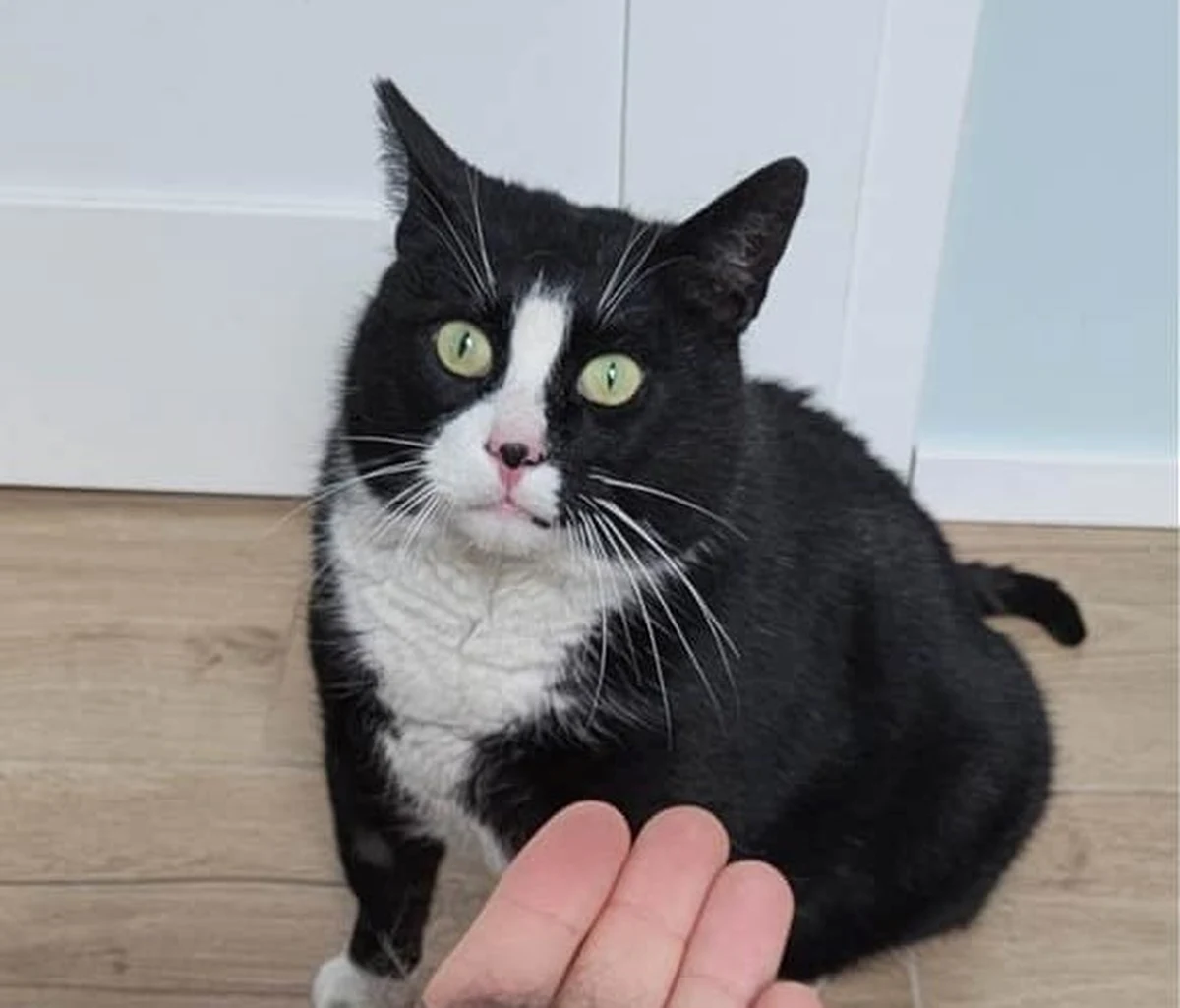 Gacek, najsłynniejszy kot Szczecina, musi przejść na dietę. Bezdomny kot, który zamieszkuje ulicę Kaszubską w centrum miasta, trafił właśnie do domu tymczasowego i na weterynaryjny przegląd. Diagnoza nie pozostawia złudzeń: Gacek powinien zgubić tłuszczyk.