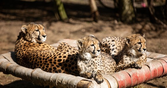 Narodziny gepardów grzywiastych w gdańskim zoo zostały okrzyknięte wielkim sukcesem hodowlanym. Jeszcze w zeszłym roku pojawił się pomysł, aby nadanie im imion odbyło się w ramach aukcji na rzecz Wielkiej Orkiestry Świątecznej Pomocy. Dziś zwycięzca aukcji WOŚP oficjalnie nadał imiona pięciu gepardom z gdańskiego zoo.
