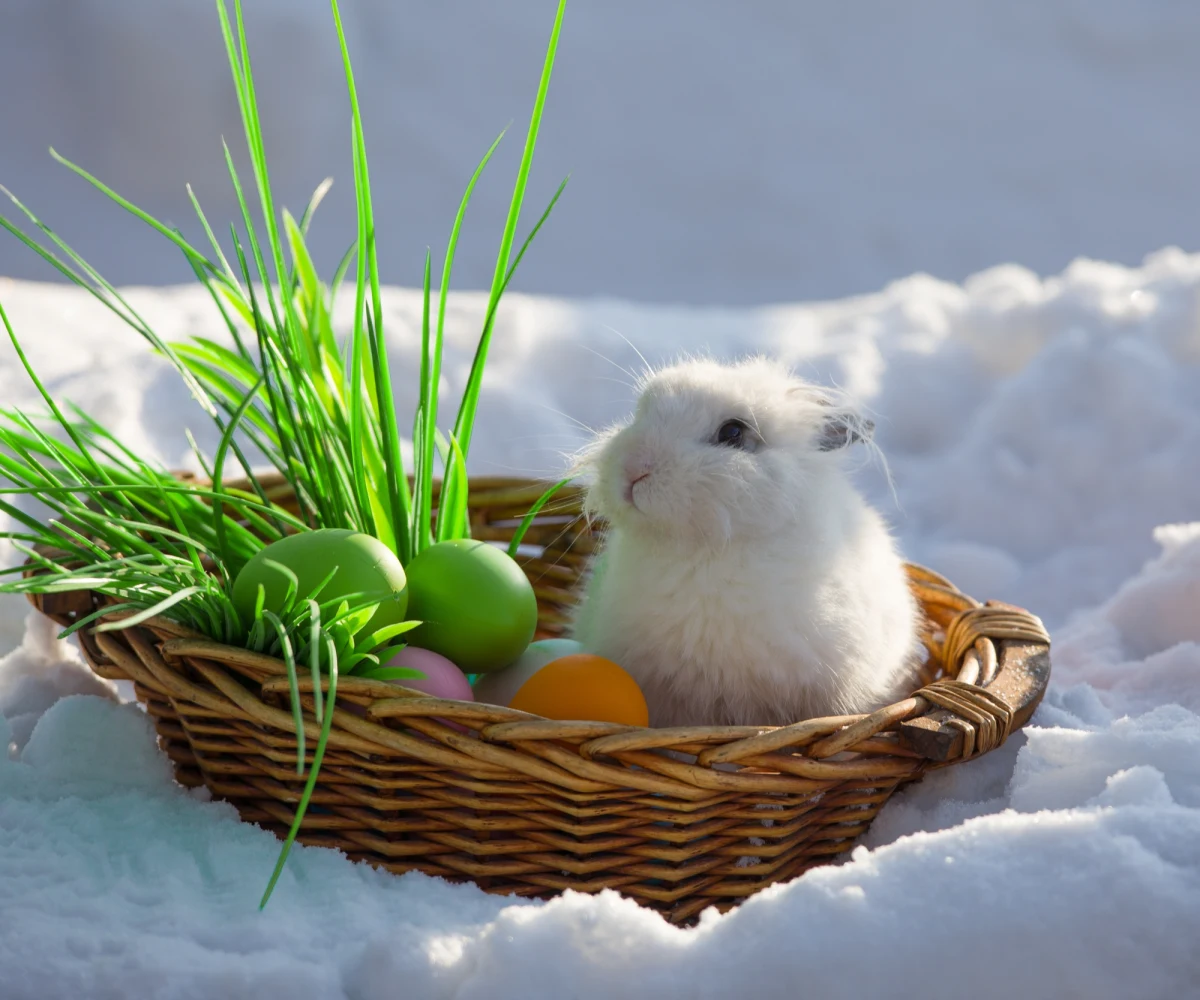 ​Wielkanoc zapowiada się cieplejsza niż początek Wielkiego Tygodnia. Będzie za to deszczowa, najwięcej opadów - w lany poniedziałek, a na pogórzu i w górach śnieg - mówi rzecznik IMGW Grzegorz Walijewski.