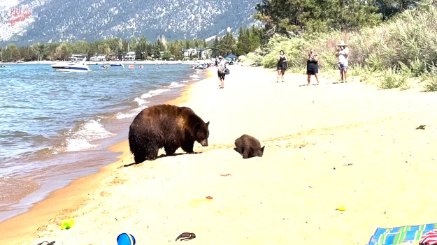 Okazuje się, że miłe spędzanie czasu na plaży to nie tylko domena ludzi. Spójrzcie na tę niedźwiedzią rodzinę, która pojawiła się nad jeziorem Tahoe. To olbrzymi zbiornik, położony w górach Sierra Nevada. Akwen leży na wysokości 1897 m. n.p.m., a otaczająca go przyroda stanowi idealne siedlisko dla dużych, czule wyglądających, ale wciąż niebezpiecznych ssaków. Lepiej więc oddać im swoje leżaki!