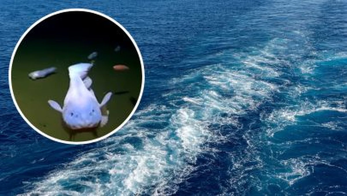 Najgłębiej żyjące stworzenia, jakie kiedykolwiek zarejestrowano, zostały uchwycone przez kamerę ponad 8 tys. metrów pod powierzchnią północnego Pacyfiku. Nieznany naukowcom gatunek został zarejestrowany dzięki kamerze umieszczonej w statku głębinowym na "miażdżącej" głębokości 8 336 metrów - podaje portal nbcnews-com.