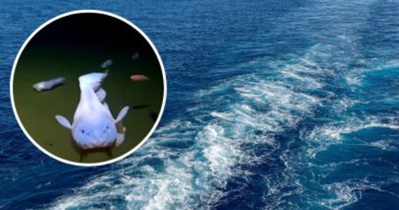 Najgłębiej żyjące stworzenia, jakie kiedykolwiek zarejestrowano, zostały uchwycone przez kamerę ponad 8 tys. metrów pod powierzchnią północnego Pacyfiku. Nieznany naukowcom gatunek został zarejestrowany dzięki kamerze umieszczonej w statku głębinowym na "miażdżącej" głębokości 8 336 metrów - podaje portal nbcnews-com.