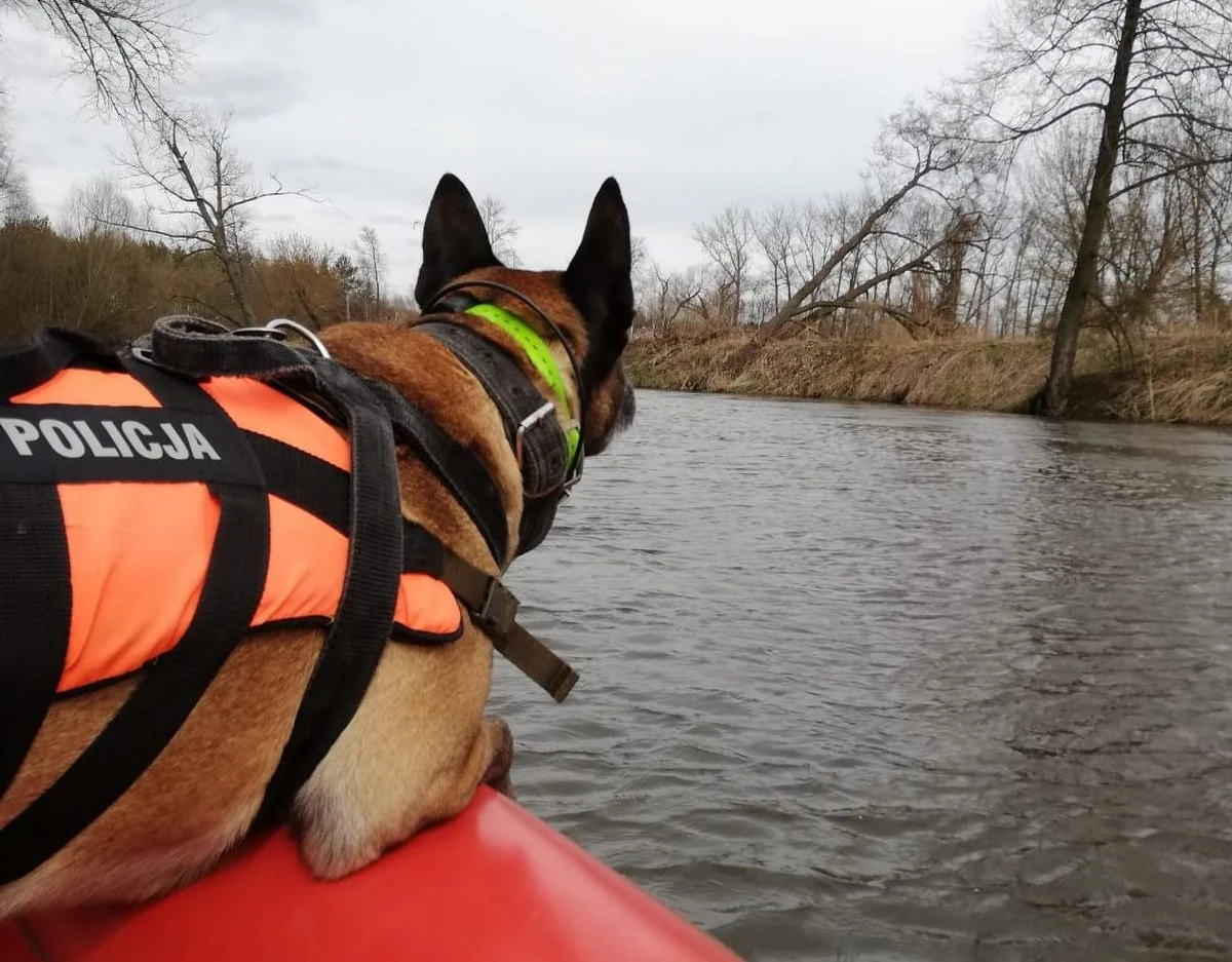 Specjalna łódź wraz z sonarem, a także specjalistycznie przeszkolony policyjny pies biorą udział w dzisiejszych poszukiwaniach na rzece Wieprz. Działania prowadzone są za zaginioną 36-letnią mieszkanką gminy Lubartów. Kobieta pod koniec grudnia nieszczęśliwie wpadła do rzeki wraz ze swoim 10-letnim synem. 
