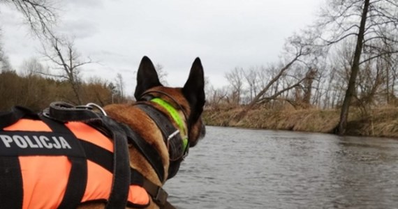 Specjalna łódź wraz z sonarem, a także specjalistycznie przeszkolony policyjny pies biorą udział w dzisiejszych poszukiwaniach na rzece Wieprz. Działania prowadzone są za zaginioną 36-letnią mieszkanką gminy Lubartów. Kobieta pod koniec grudnia nieszczęśliwie wpadła do rzeki wraz ze swoim 10-letnim synem. 
