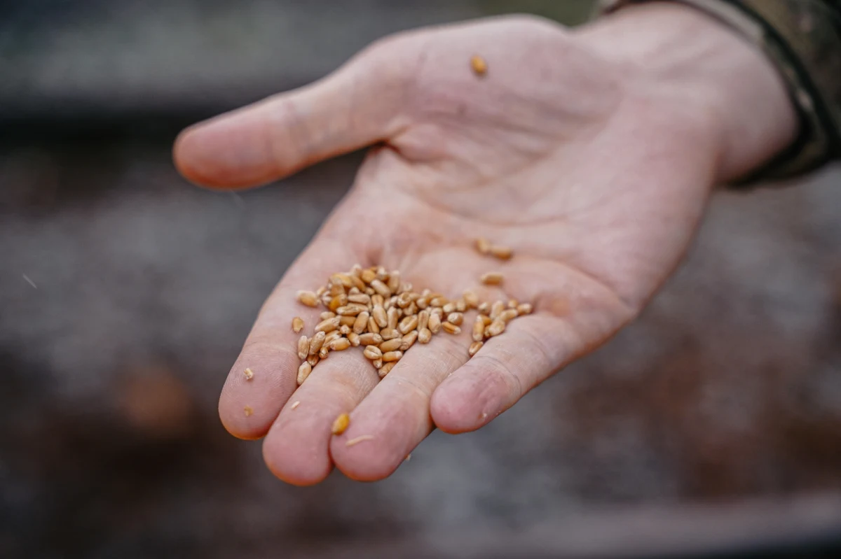 "Trzeba pilnie wywieźć ukraińskie zboże z Polski, opróżnić magazyny i zbadać zboże, które zostało wprowadzone do obrotu" - mówią naszemu dziennikarzowi rolnicy z Mazowsza. Twierdzą, że rządowe dopłaty z rezerwy kryzysowej - obiecane 600 milionów  złotych -  to kropla w morzu potrzeb. 