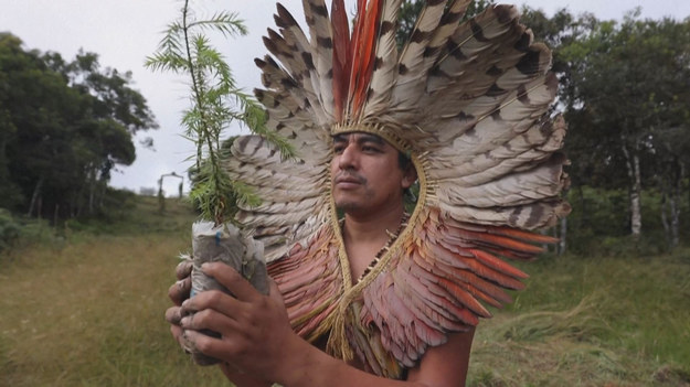 Rdzenna ludność z Brazylii zabiega o ochronę araukarii — drzewa, które było kiedyś stałym elementem miejscowego krajobrazu. Dziś wymiera ze względu na intensywną wycinkę. Dla plemion, które starają się je rekultywować jest święte.