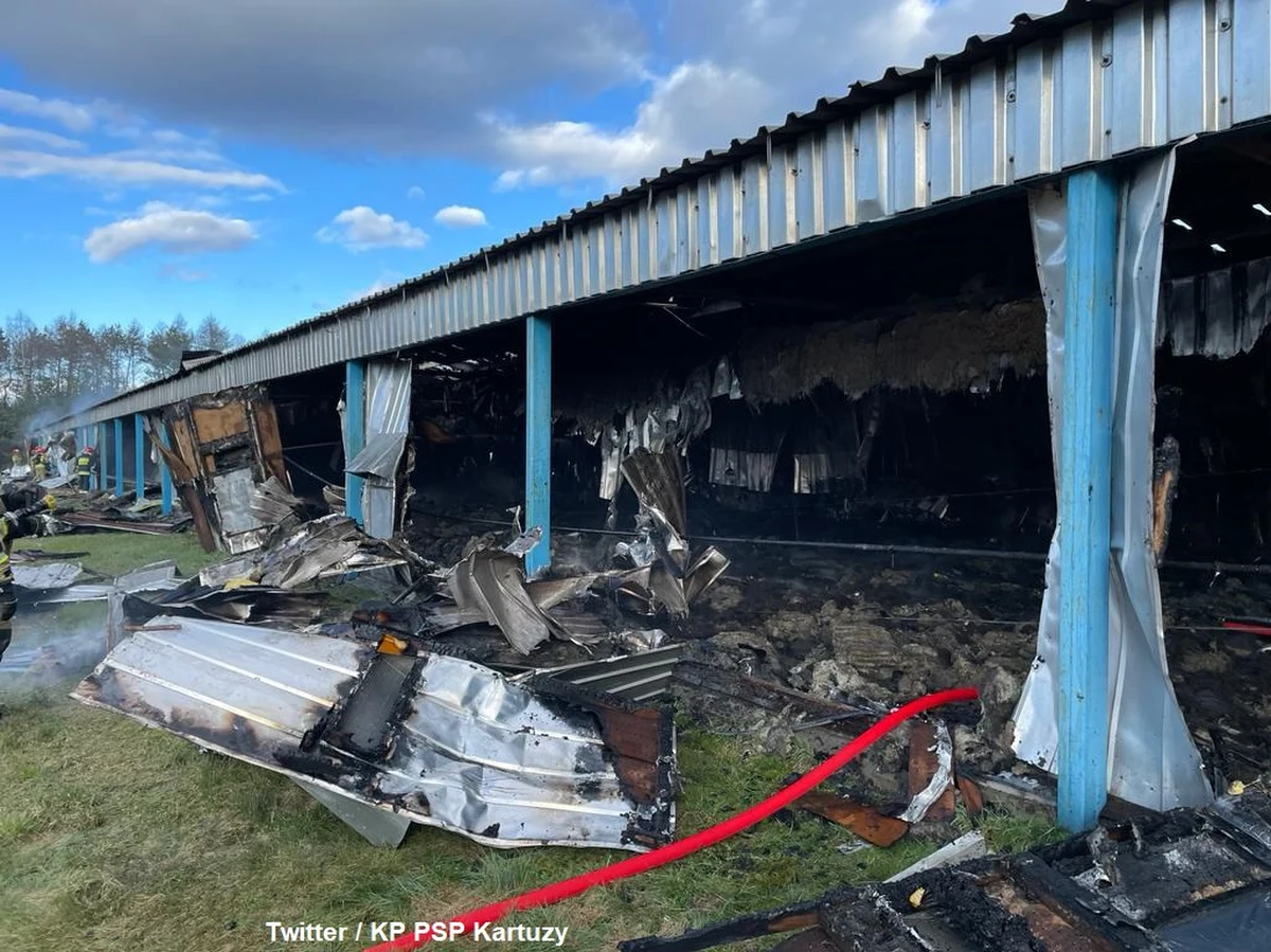 Około 19 tys. piskląt kurzych spłonęło pożarze kurnika we wsi Kiełpino w powiecie kartuskim (woj. pomorskie). Z ogniem walczyło 11 zastępów straży.