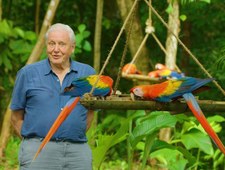 David Attenborough: życie w kolorze