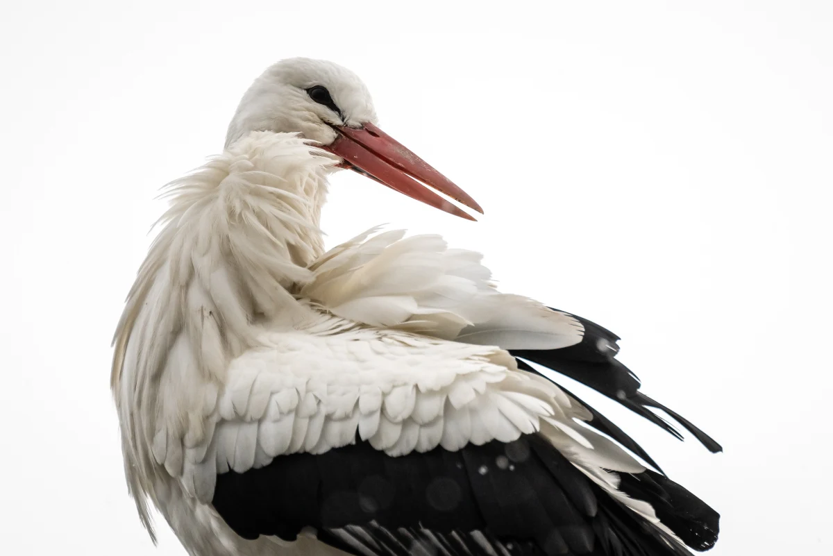 Na zachód i południe Polski dotarła około jedna trzecia bocianów - szacują ornitolodzy z Uniwersytetu Przyrodniczego w Poznaniu, którzy wspólnie z grupą Silesiana obserwują wędrówki tych ptaków. "Bocianie powroty, tak jak przychodząca wiosna, są rozwleczone w czasie. Czeka nas więc mocno rozciągnięty sezon lęgowy" - mówi prof. Piotr Tryjanowski z UP.

