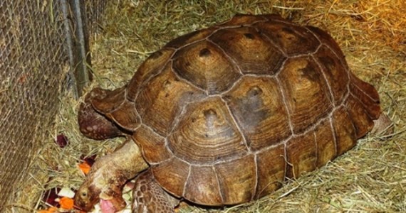 Właściciel mini zoo w powiecie sądeckim odpowie za naruszenie przepisów dotyczących ochrony zwierząt. Okazało się, że bez wymaganych dokumentów posiada dwa gatunki papug i żółwia, które są chronione Konwencją Waszyngtońską.

