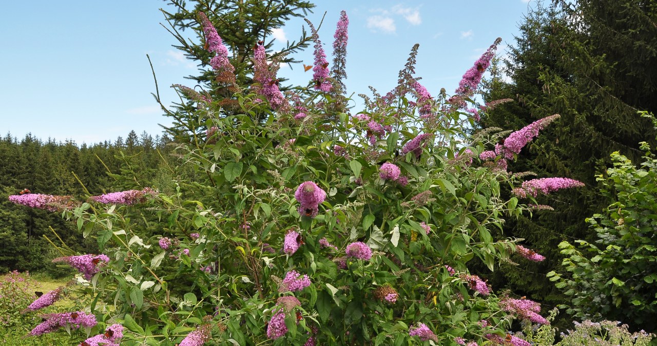 Ogród będzie wyglądał jak z bajki. 5 krzewów, które kwitną przez całe lato