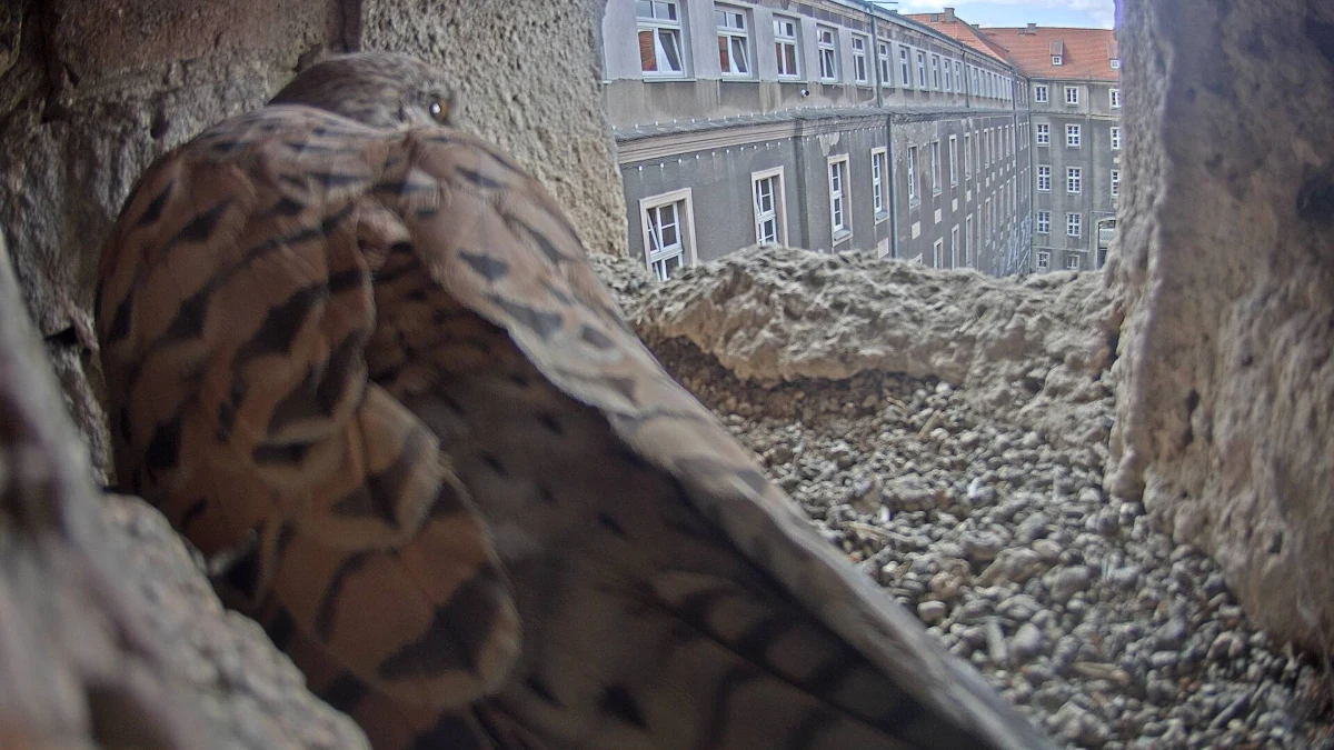  

Sokoły pustułki wróciły do gniazda we wnęce gmachu magistratu w Szczecinie. Jest w nim już nawet pierwsze jajo. Dzięki kamerom można śledzić życie ptasiej rodziny.

