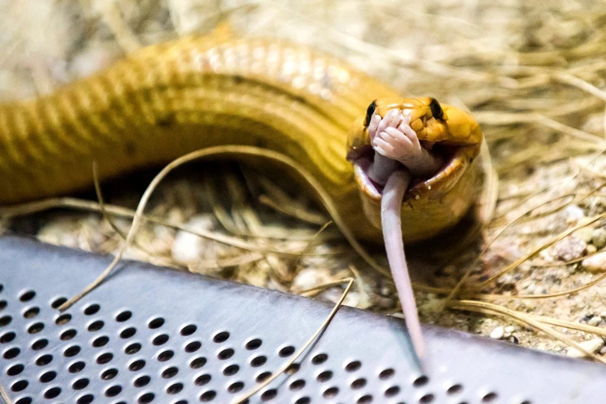 Niespotykane „turbulencje” doprowadziły do awaryjnego lądowania samolotu w Afryce Południowej. Pod jednym z foteli zadomowił się najbardziej jadowitą wąż Afryki – kobra przylądkowa. 