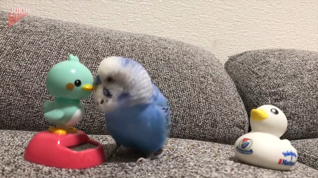 Ta papuga uwielbia rozdawać buziaki. Aby zaspokoić jej potrzebę, opiekuni rozstawili zabawki. Zobaczcie, jak uroczo zareagował ptak. 
