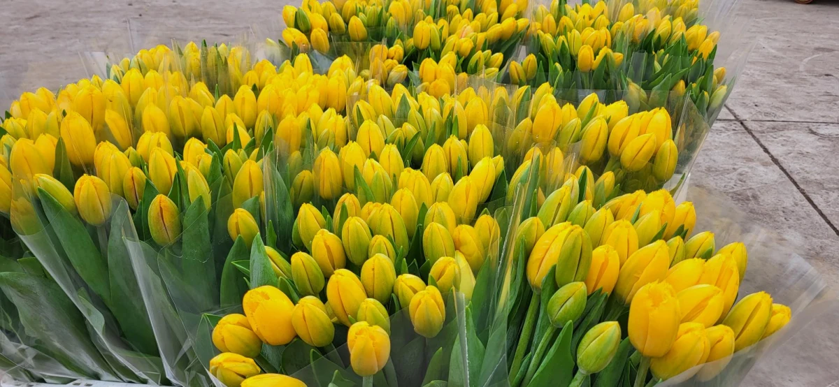 Od lat w wielkopolskim Chrzypsku Wielkim odbywa się chrzest tulipanów. Podczas specjalnej uroczystości nowo powstała odmiana kwiatów dostaje imię postaci ze świata sportu, polityki lub popkultury. Tulipany to również kwiaty, które od lat kojarzą się z Wielkanocą - mówi hodowca Bogdan Królik z Chrzypska Wielkiego.