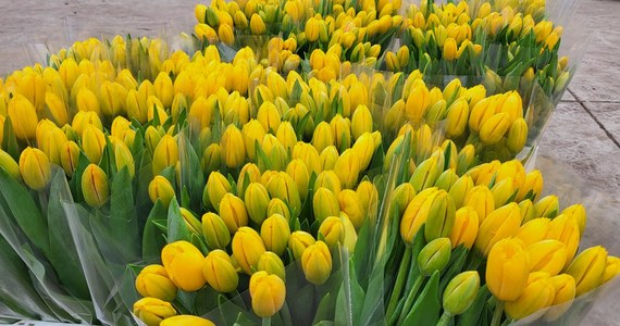 Od lat w wielkopolskim Chrzypsku Wielkim odbywa się chrzest tulipanów. Podczas specjalnej uroczystości nowo powstała odmiana kwiatów dostaje imię postaci ze świata sportu, polityki lub popkultury. Tulipany to również kwiaty, które od lat kojarzą się z Wielkanocą - mówi hodowca Bogdan Królik z Chrzypska Wielkiego.