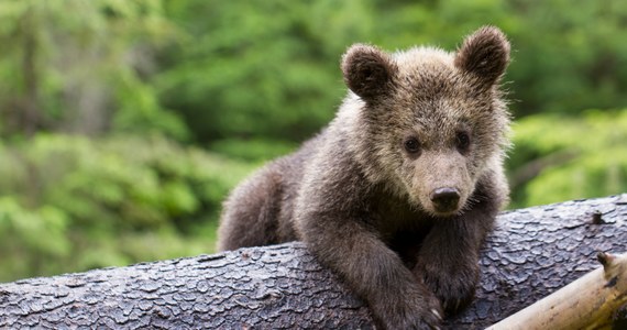 Na Łotwie uratowano trzymiesięcznego niedźwiedzia brunatnego błąkającego się od kilku dni przy drodze - donoszą lokalne media. W całym kraju żyje kilkadziesiąt przedstawicieli tego gatunku.