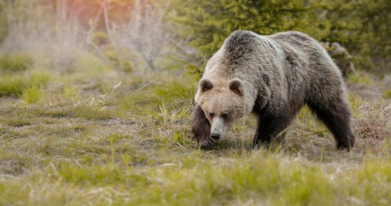 26-letni mężczyzna został prawdopodobnie zabity przez niedźwiedzia w północnych Włoszech. Poranione ciało biegacza znalezione w lesie. 