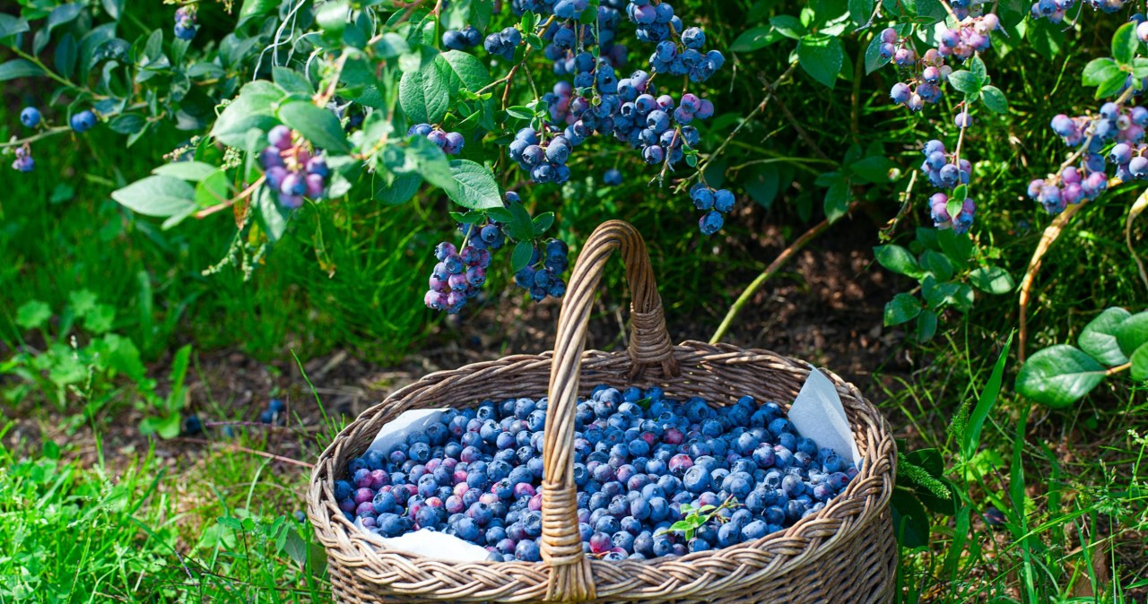 Zawsze podsypuję tym borówki we wrześniu. Tylu owoców nie ma nikt w okolicy