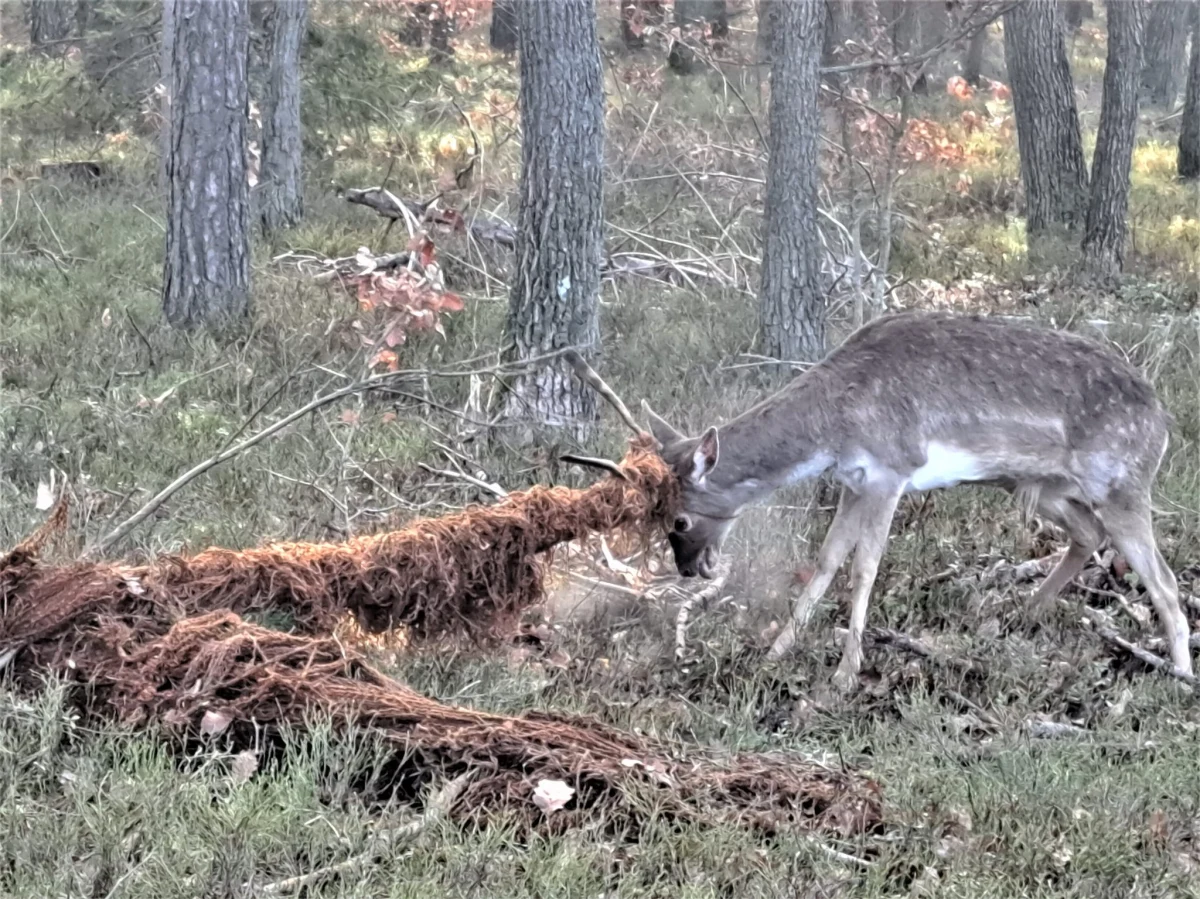 Niecodzienna sytuacja na terenie Nadleśnictwa Oława na Dolnym Śląsku. W pozostałości po wyrzuconym do lasu dywanie zaplątał się daniel. "Był bardzo wycieńczony" - informuje Nadleśnictwo Oława. Leśnikom udało się uratować zwierzę.
