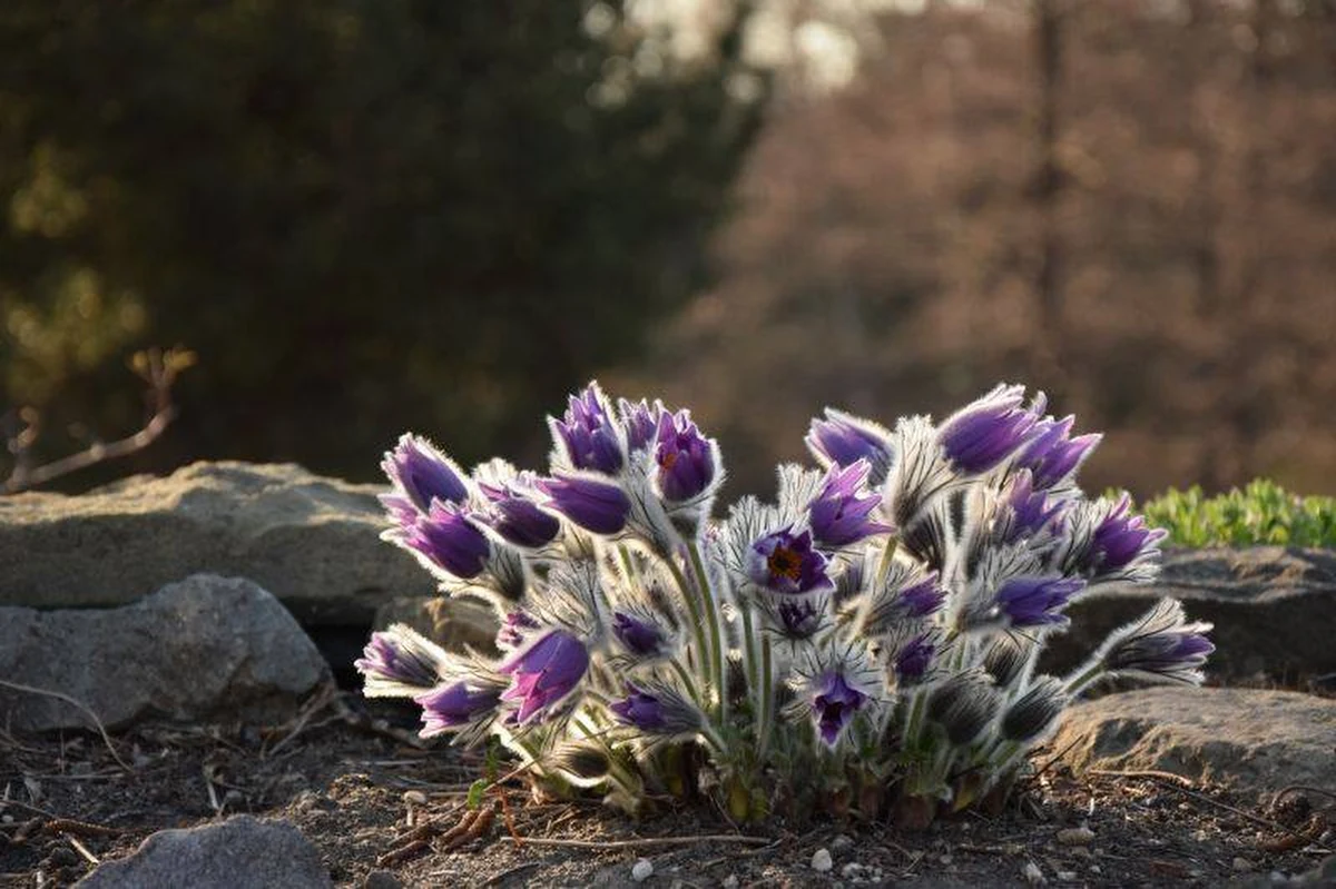 Zarówno w Wielkanocną Niedzielę jak i poniedziałek można odwiedzać Ogród Botaniczny we Wrocławiu. Obecnie kwitną tam między innymi magnolie. Zobaczymy też rośliny związane z Wielkanocą. To nie tylko bukszpany czy niebieskie barwinki.