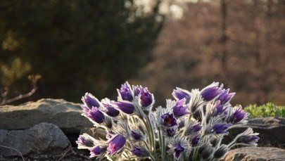 Wielkanoc w Ogrodzie Botanicznym. Jest czynny przez całe święta