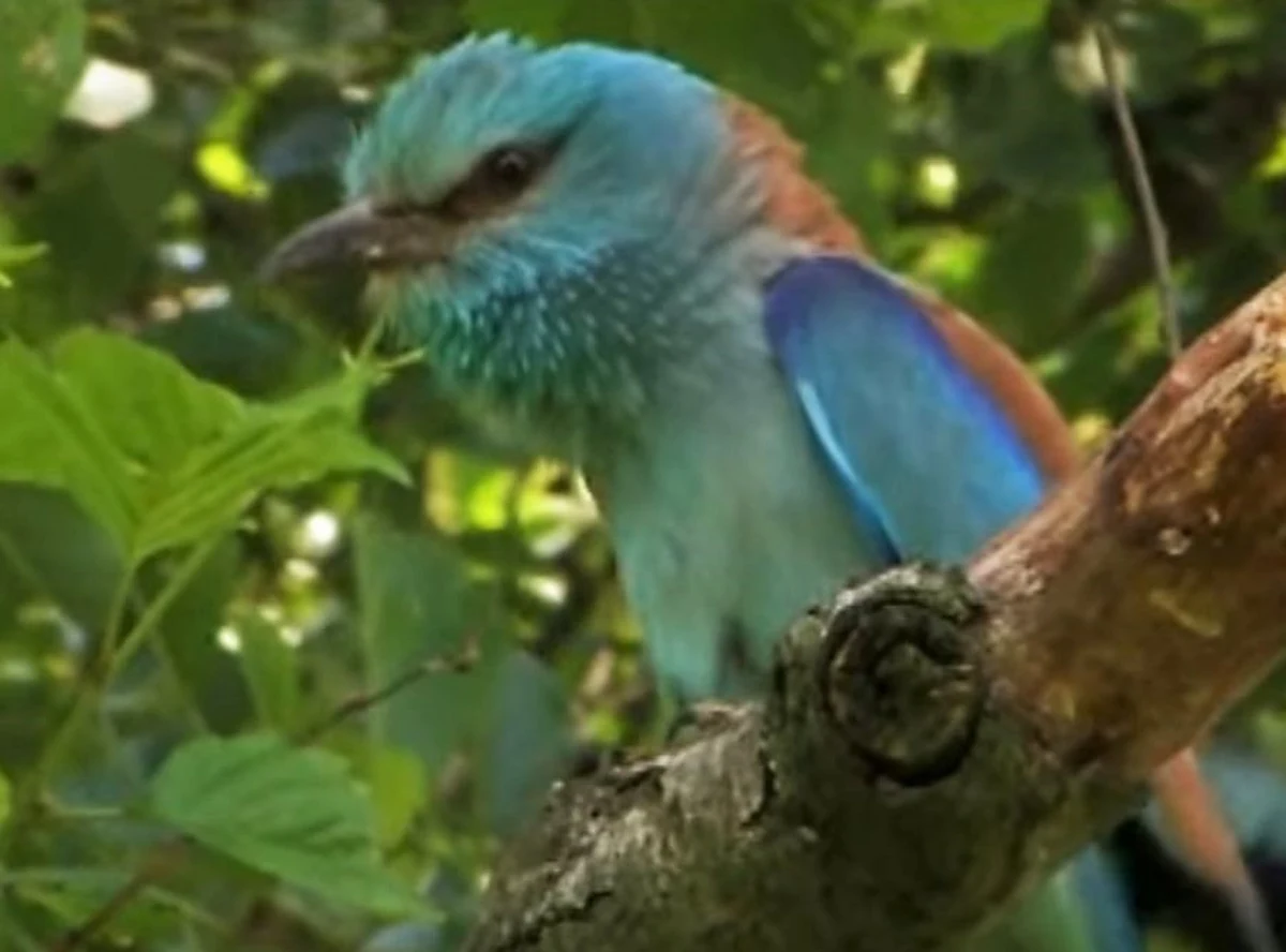 Kraska to niezwykły ptak, o którego spotkaniu marzą obserwatorzy przyrody. Dawniej szeroko rozpowszechniony w naszym kraju, dziś jego jedyną ostoją pozostaje już tylko Równina Kurpiowska.