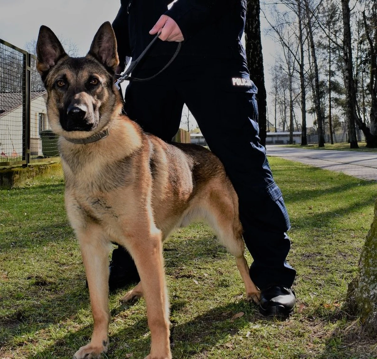 Szron, owczarek belgijski malinois jest nowym czworonożnym funkcjonariuszem Komendy Wojewódzkiej Policji w Radomiu. Obecnie wraz ze swoim przewodnikiem jest szkolony pod kątem wyszukiwania zapachów narkotyków – poinformowała w niedzielę Edyta Sułkowska z mazowieckiej policji.
