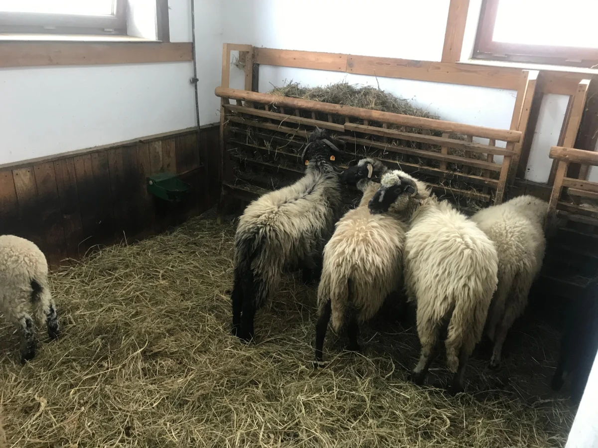 Święta Wielkanocne mijają i już niebawem w górach zacznie się okres wypasania owiec na halach. Słychać wtedy m.in. niosący się daleko dźwięk charakterystycznych owczych dzwonków. Dziennikarz RMF FM odwiedził zagrodę pasterską w Koniakowie w Beskidach. 