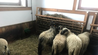 Odwiedzamy Centrum Pasterskie w Koniakowie. Niebawem owce wyjdą na hale